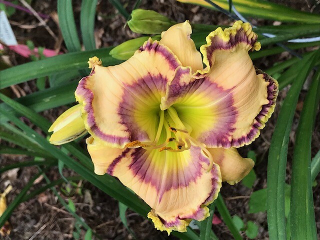 DAYLILY Seeds Mixed Hybrid Hardy