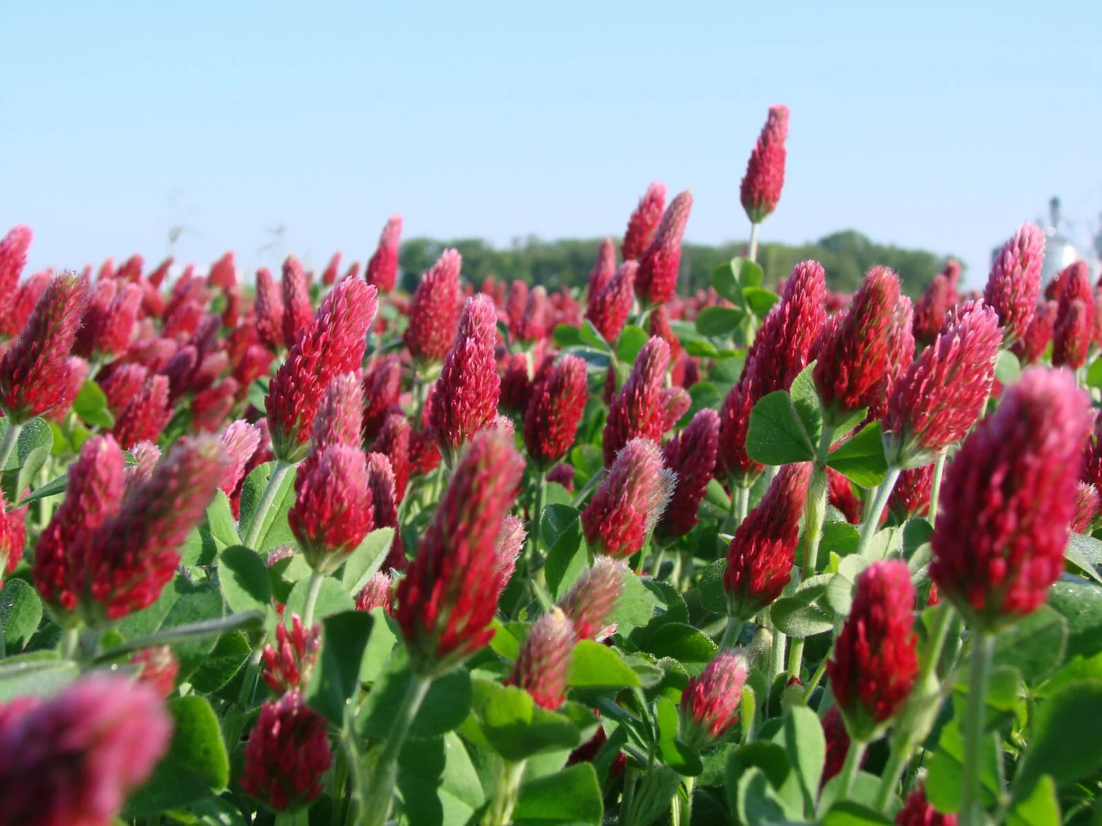 Crimson Clover Seeds |Winter Garden Cover Crop Blood Red Annual Flower Seed 2024