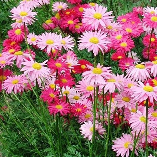 Painted Daisy ROBINSONS GIANT MIX Perennial Huge Cut Flowers Non-GMO 50 Seeds!