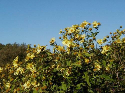 Sunflower Lemon Queen | Small Wood Sunflower | 50 Seeds