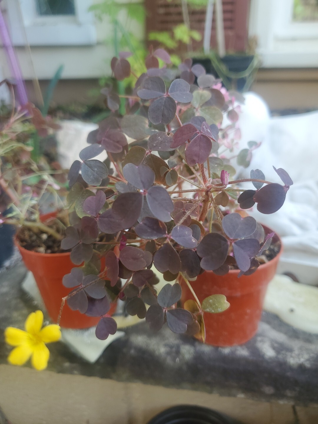 Oxalis Vulxanicola “Lucky” Red Pink Green PURPLE Tricolor In 3″ Pot Live Mini