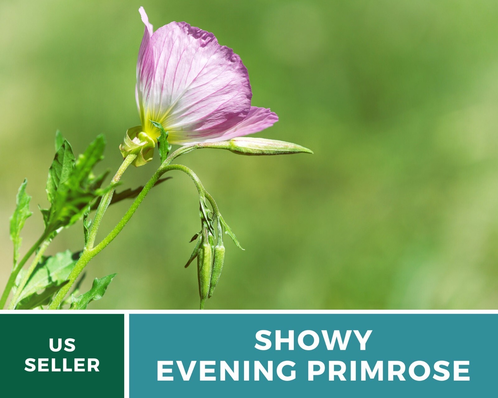 Evening Primrose, Showy (Pink Ladies) – Heirloom Seeds – Medicinal Flower – GMO
