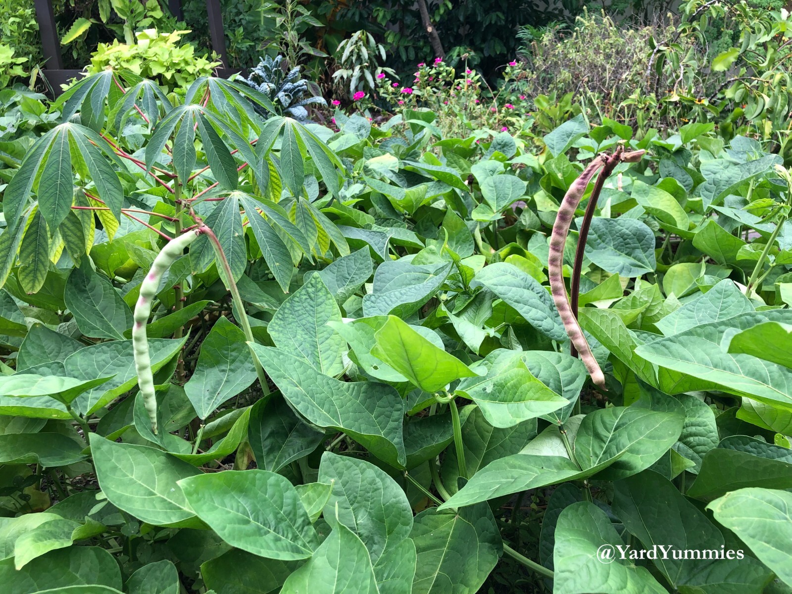 25 Mavuno Cowpea SEEDS Sprawling Cow pea Seeds Vigna unguiculata Cover Crop