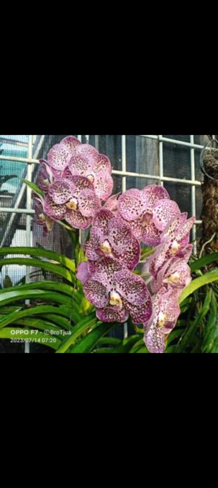Vanda Orchid -Vanda Syizack Sunshine “Nuch Songpad”