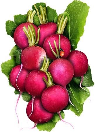 German Giant Radish Seeds For Planting (Raphanus sativus)