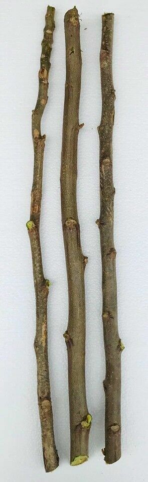 3 CUTTINGS 22″ Tall Moringa Oleifera Miracle Drumstick Horseradish Tree Plant