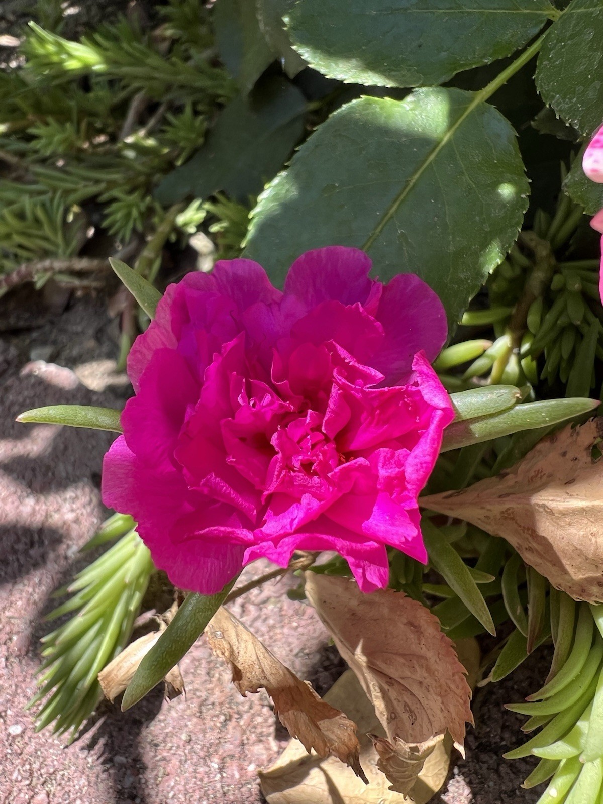 7 Cuttings Magenta Double Massive Bloom – Portulaca Moss Rose – US Seller