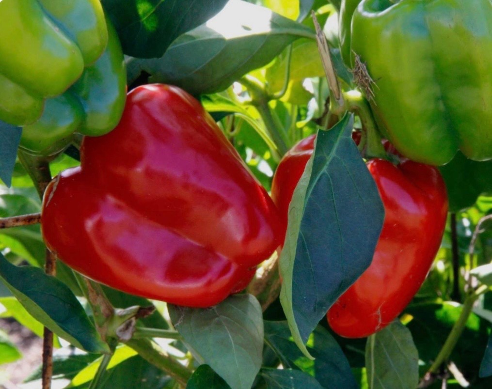 Keystone Giant Sweet Bell Pepper – FRESH Seeds – Organic Non-GMO, USA Seller