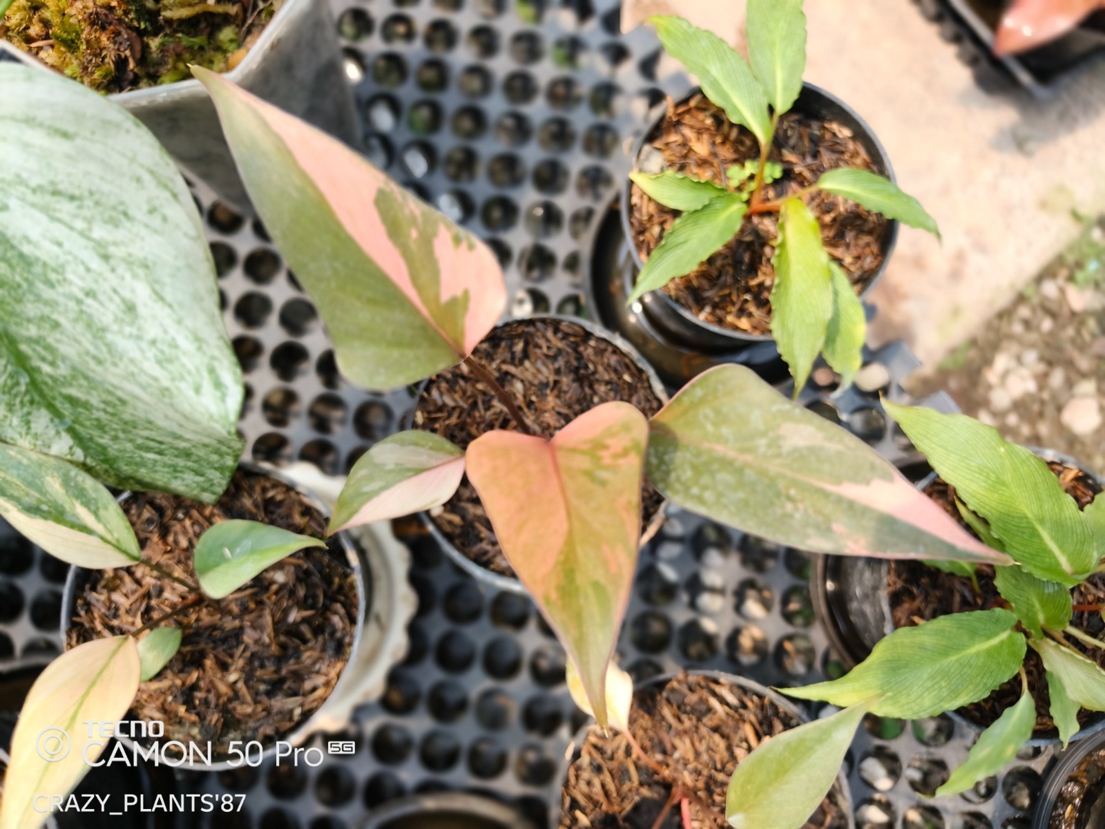 Homalomena Pink Diamond Variegated Beauty — Wholesale And Retail