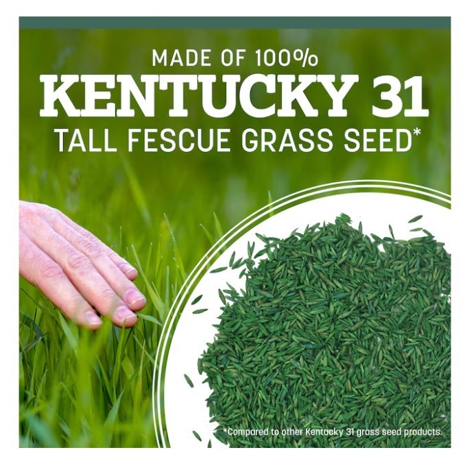 [HOT SALE] Pennington Kentucky 31 Tall Fescue Grass Seed 7 lb Bag (2 Pack) Lawn