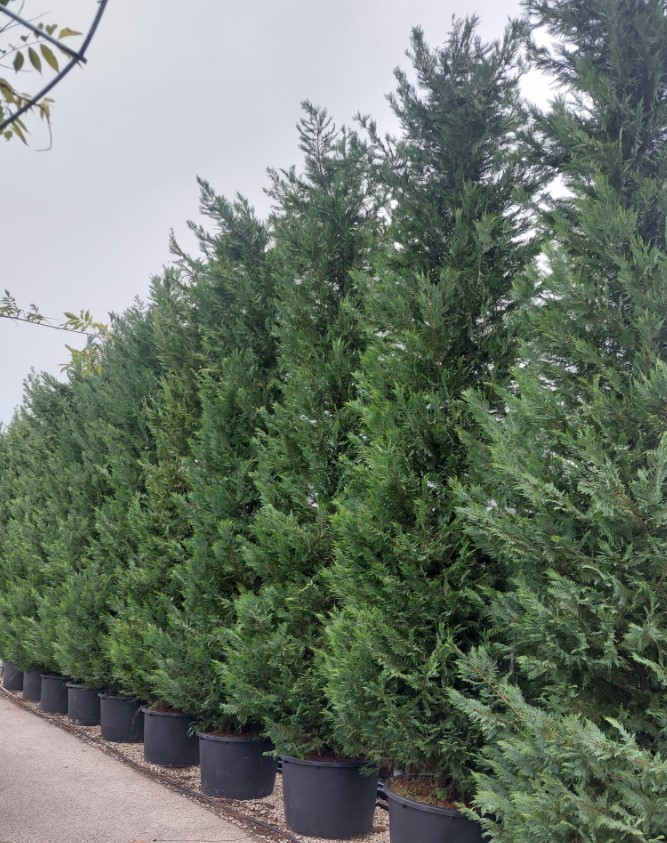 Murray Cypress Live Tree – 6-12″ Tall – 3″ Pot – Evergreen Cypress – Zones 6-10
