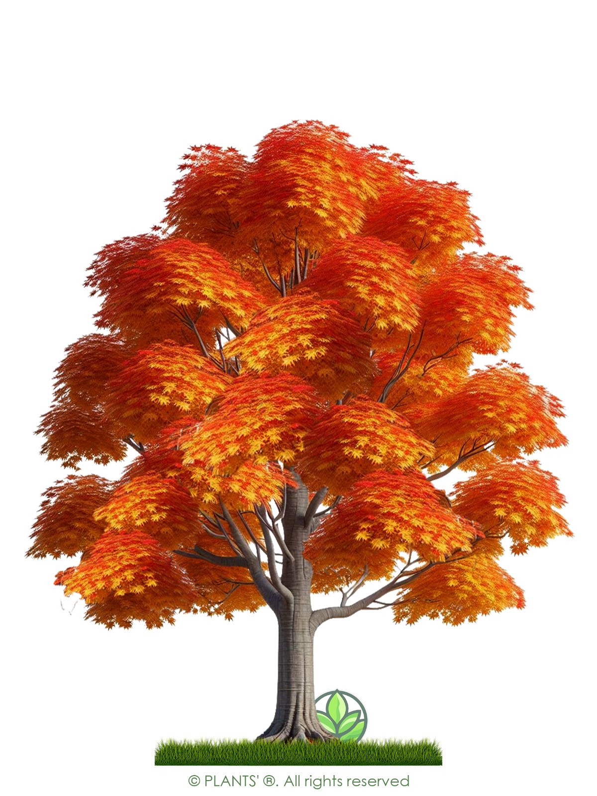 Northern Sugar Maple Tree | Premium Seeds | Acer saccharum ‘Fall’ | Plants’®