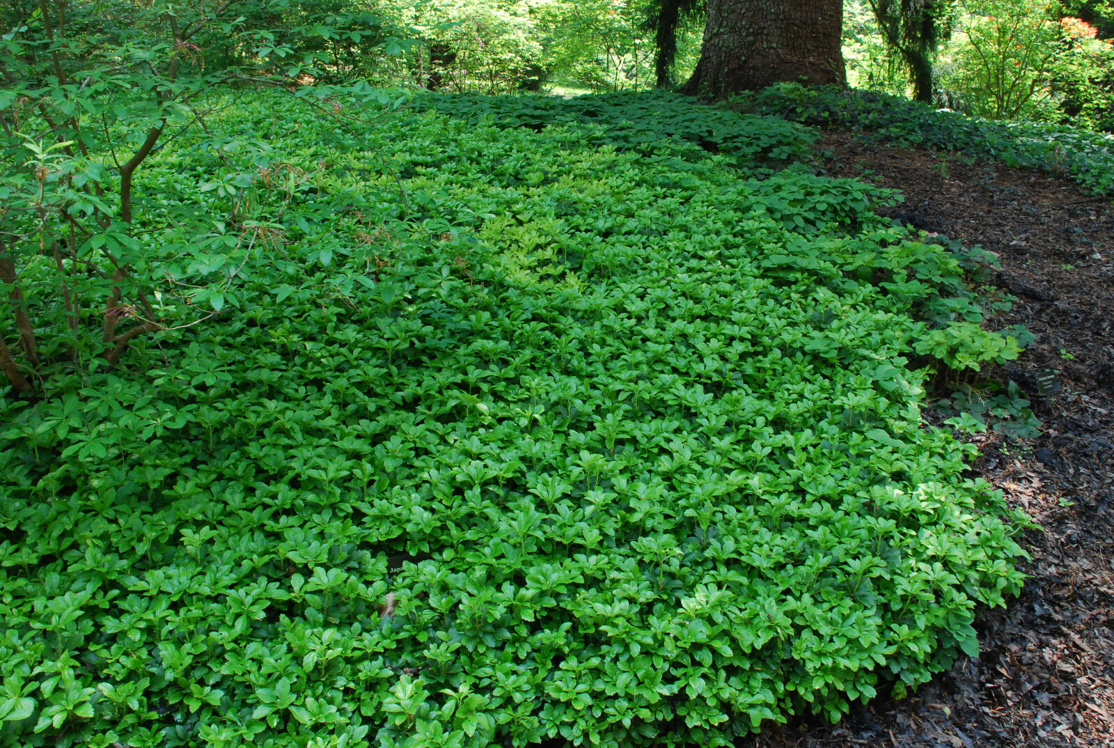10 Pachysandra procumbens ~Native ground cover~Winter Hardy~Rooted Cuttings