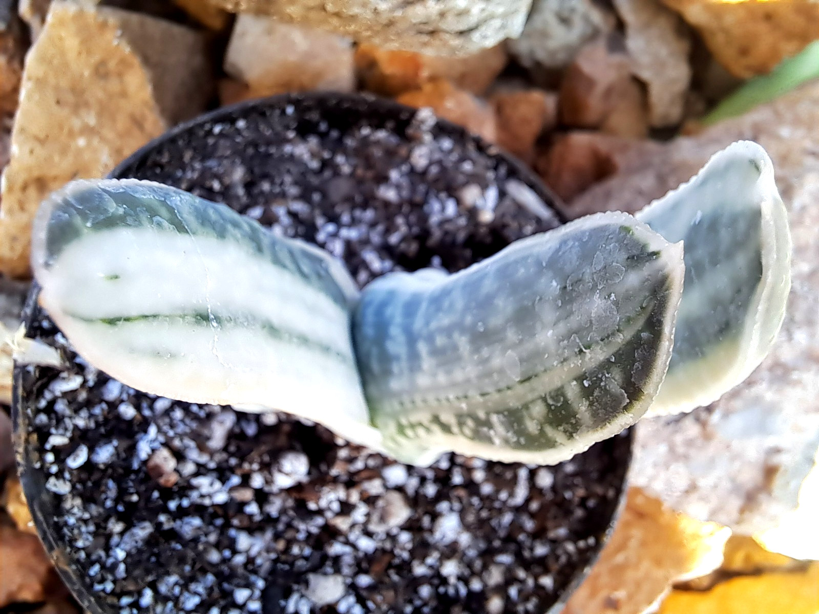 GASTERIA SAKURA FUJI CULTIVAR (JAPAN) ***RARE !! *** / CACTUS