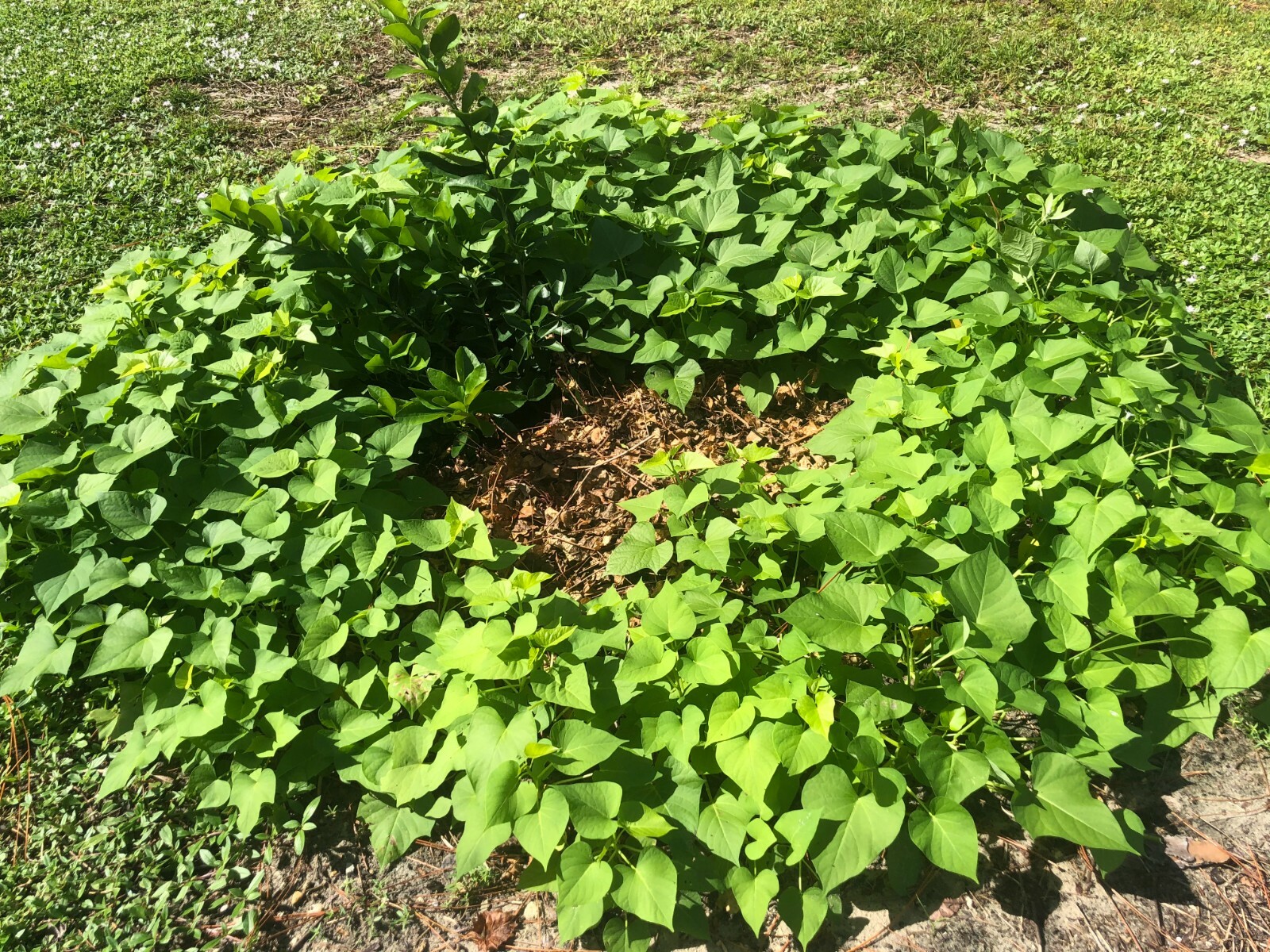 10 Japan cutting Sweet Potato slips / vine – purple skin (Murasaki) Sweet Potato