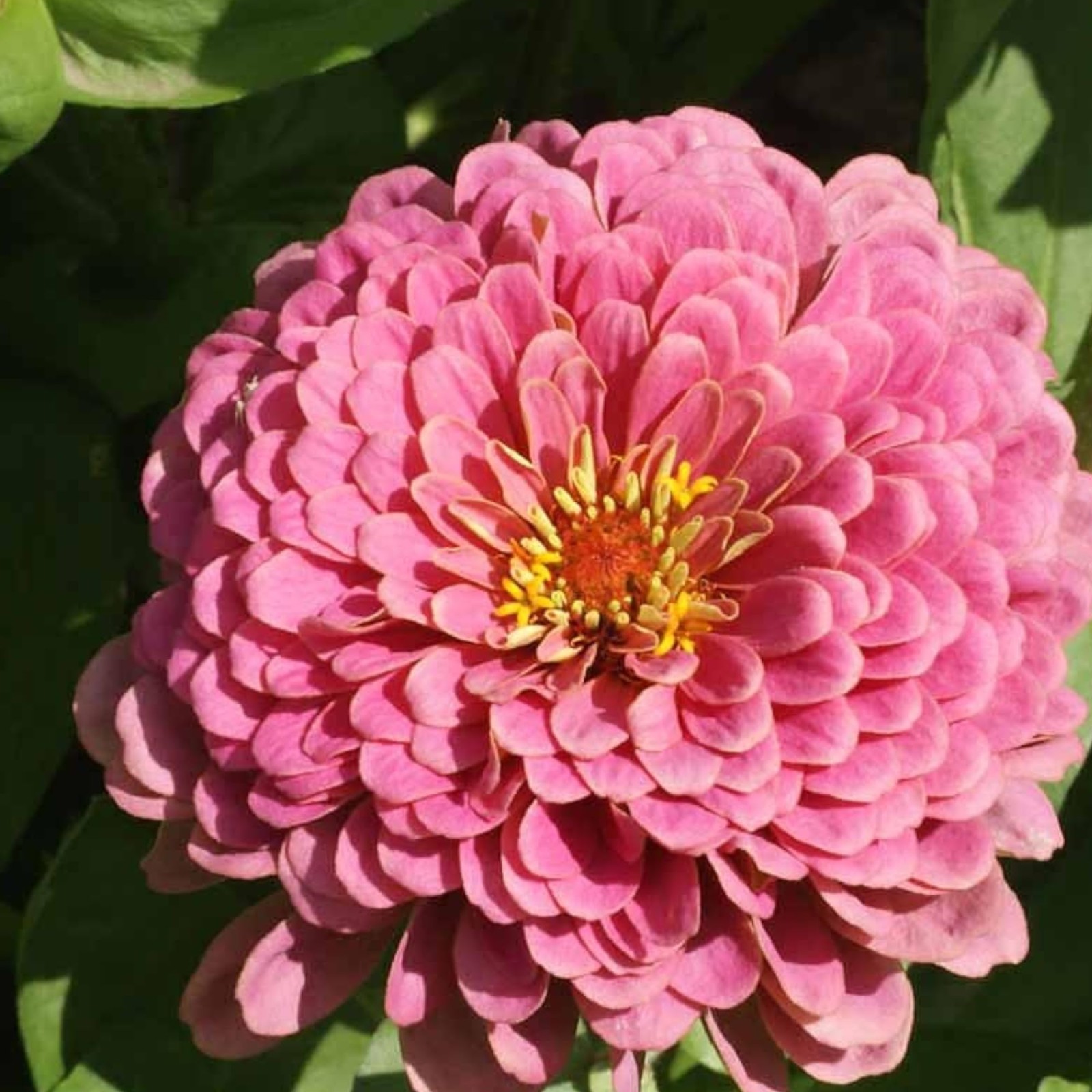 Seed Needs Luminosa Pink Zinnia Seeds for Planting – 1 Pack,
