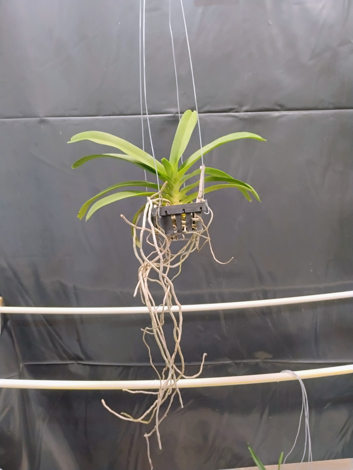 Vanda Orchid (Fragrant) – Kouishiro Ika