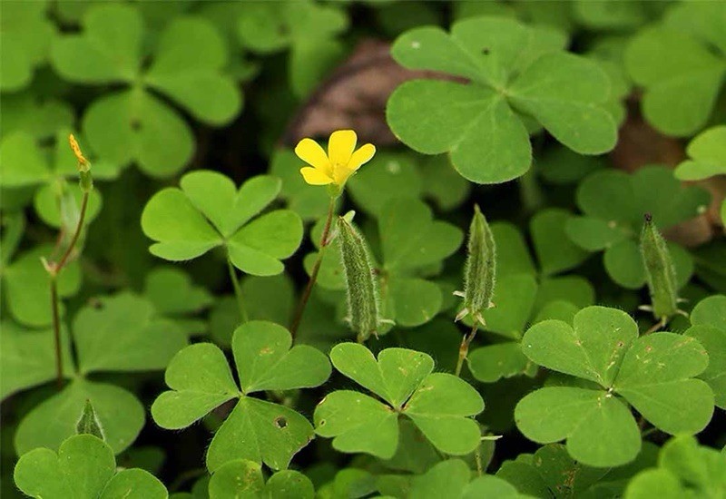 Yellow Woodsorrel, Common Yellow Oxalis, Oxalis Stricta – 50 Seeds 2025 – USA