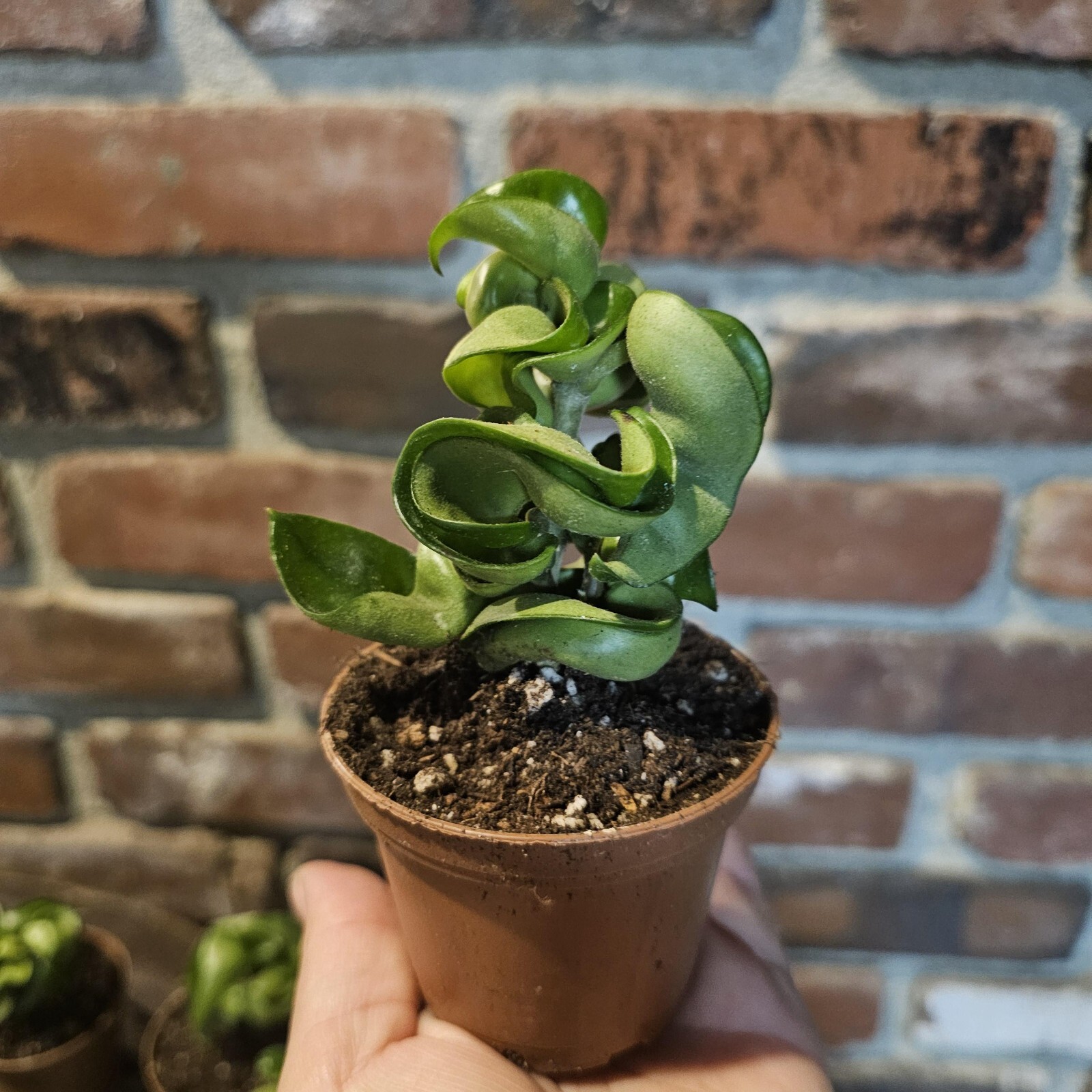 Hoya Hindu Rope live plant – Hoya Carnosa Compacta Green – Hindu Rope 3in pot