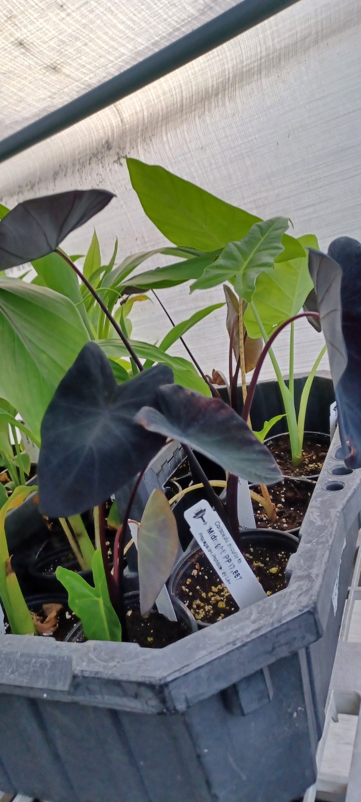 Midnight Elephant Ear – Colocasia esculenta Live Plant