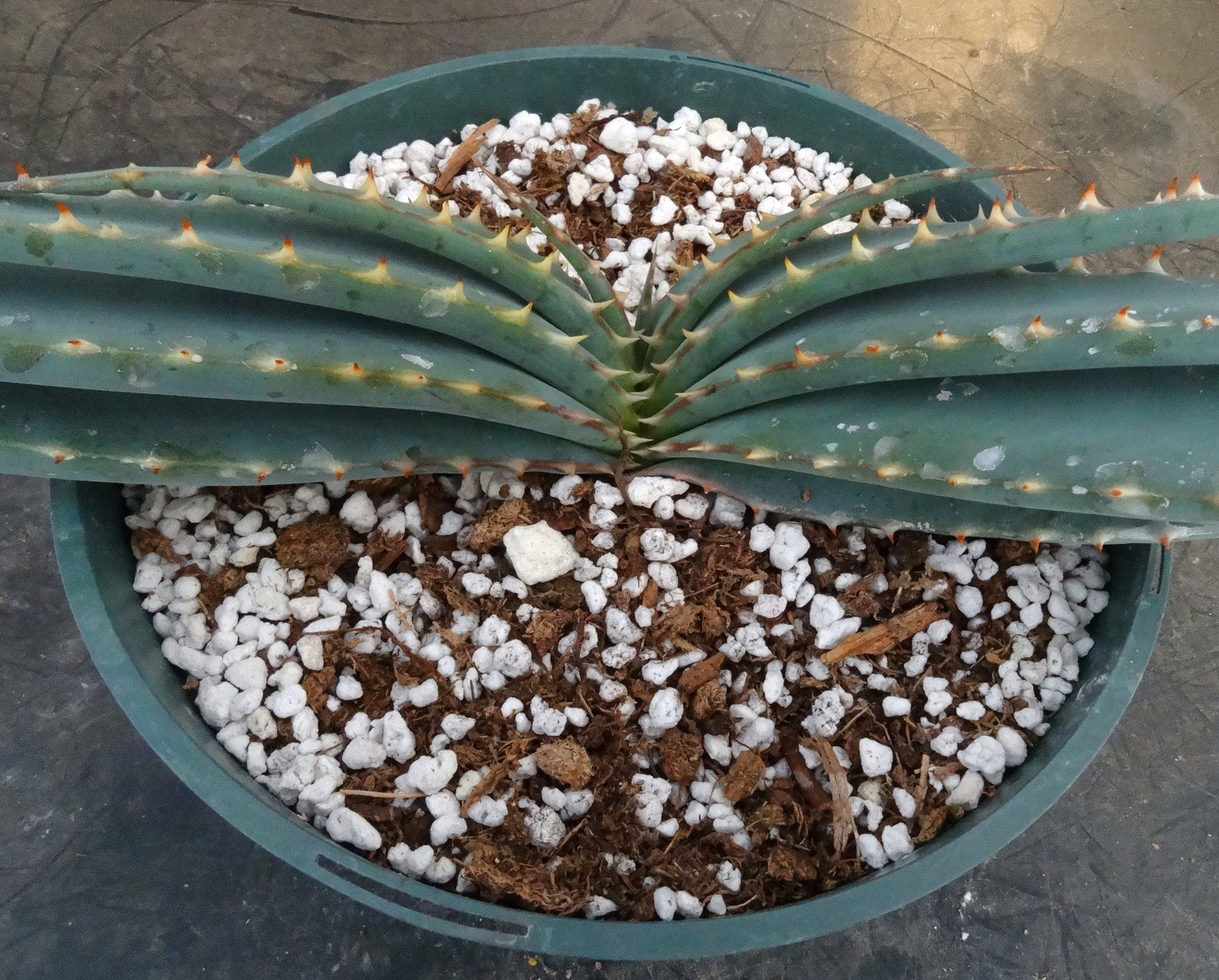 Aloe suprafoliata *Mustache Aloe*