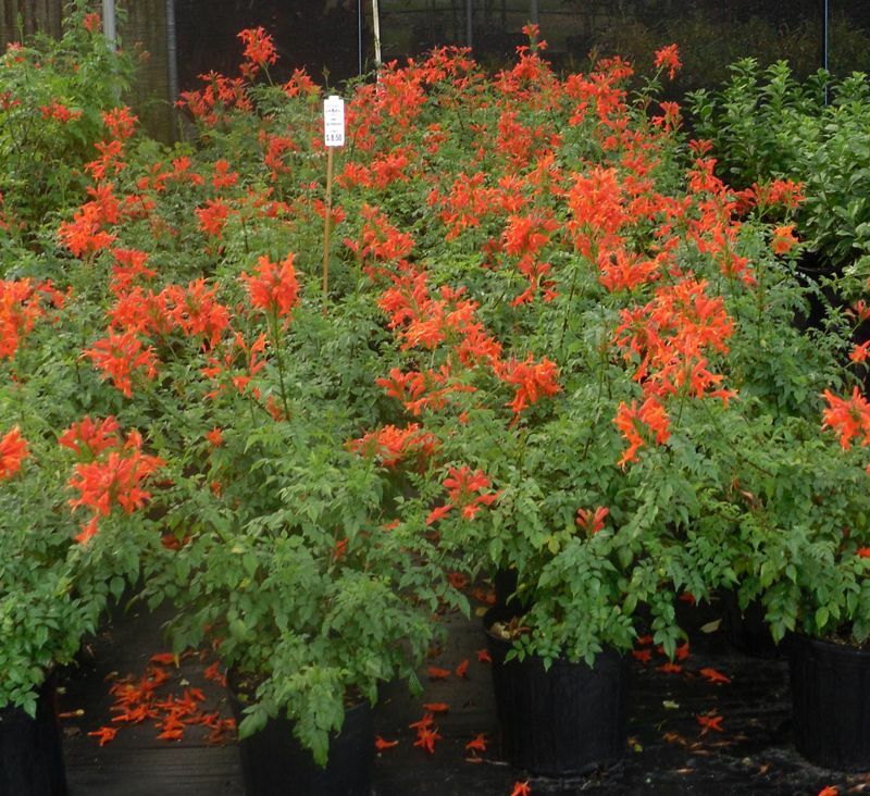 CAPE ORANGE Honeysuckle*Tecomaria Capensis*STARTER PLANT*Birds/Butterfly Love It