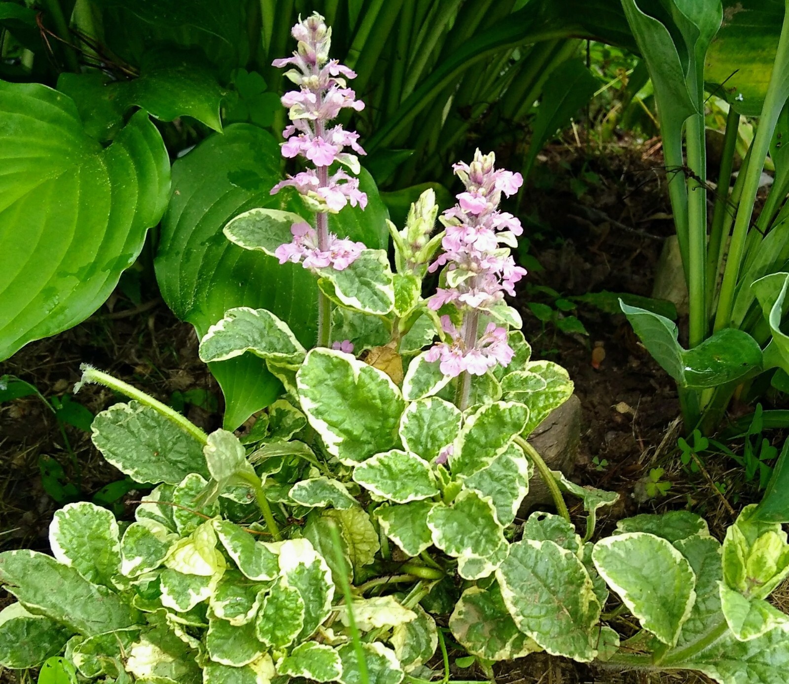 6 Ajuga Reptans Plants Burgundy Glow pink flowers Spring Bloom Groundcover