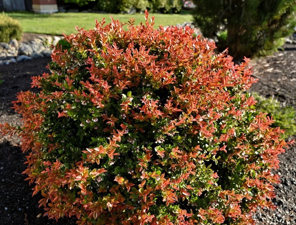 Set 3 Evergreen Huckleberry Live Plants – 7-10″ Tall – Edible Landscaping Shrub