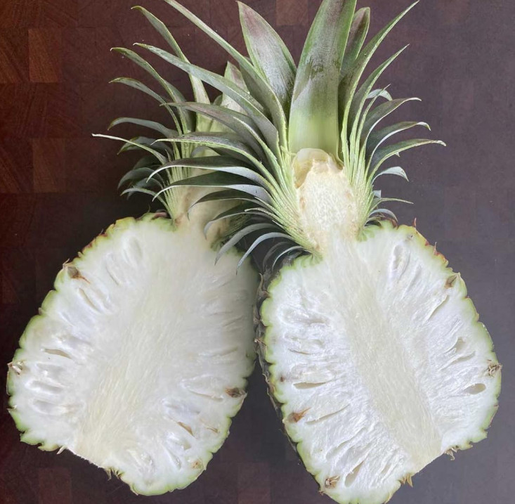 Live Florida White Pineapple Plant, 1 Gal Pot, 1–2Ft Tall,No Ship CA,HI,PR,GU,AK