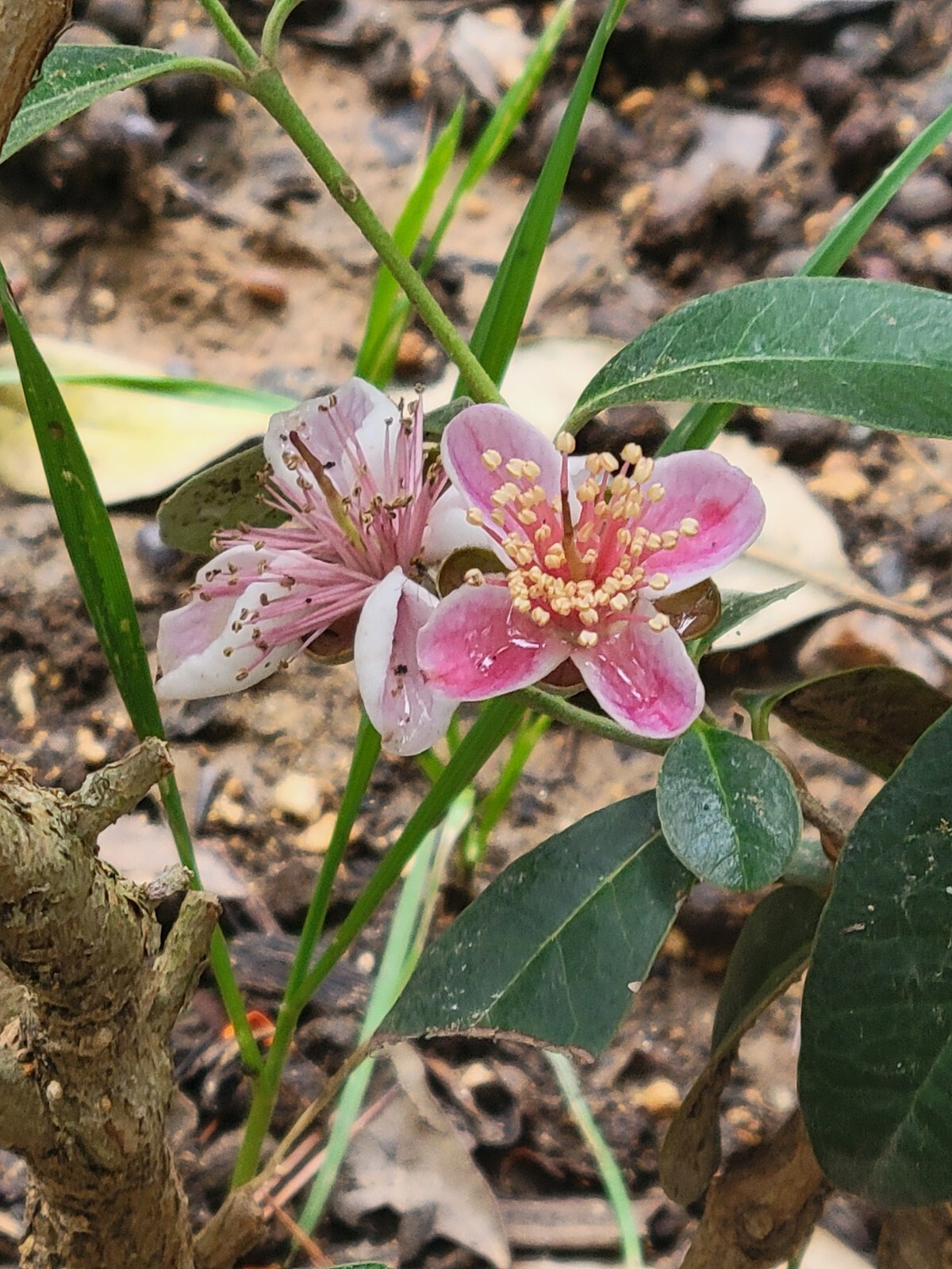 Pineapple Guava Cuttings Pollinator Perfect For Rooting Grafting Edible Flowers