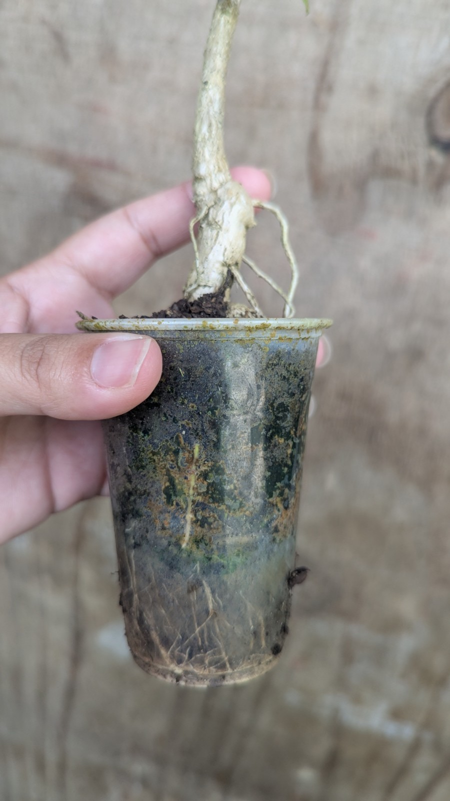Parmentiera cereifera~Árbol de Vela~Candle Tree~Live Plant~ 10″ to 12″ inches