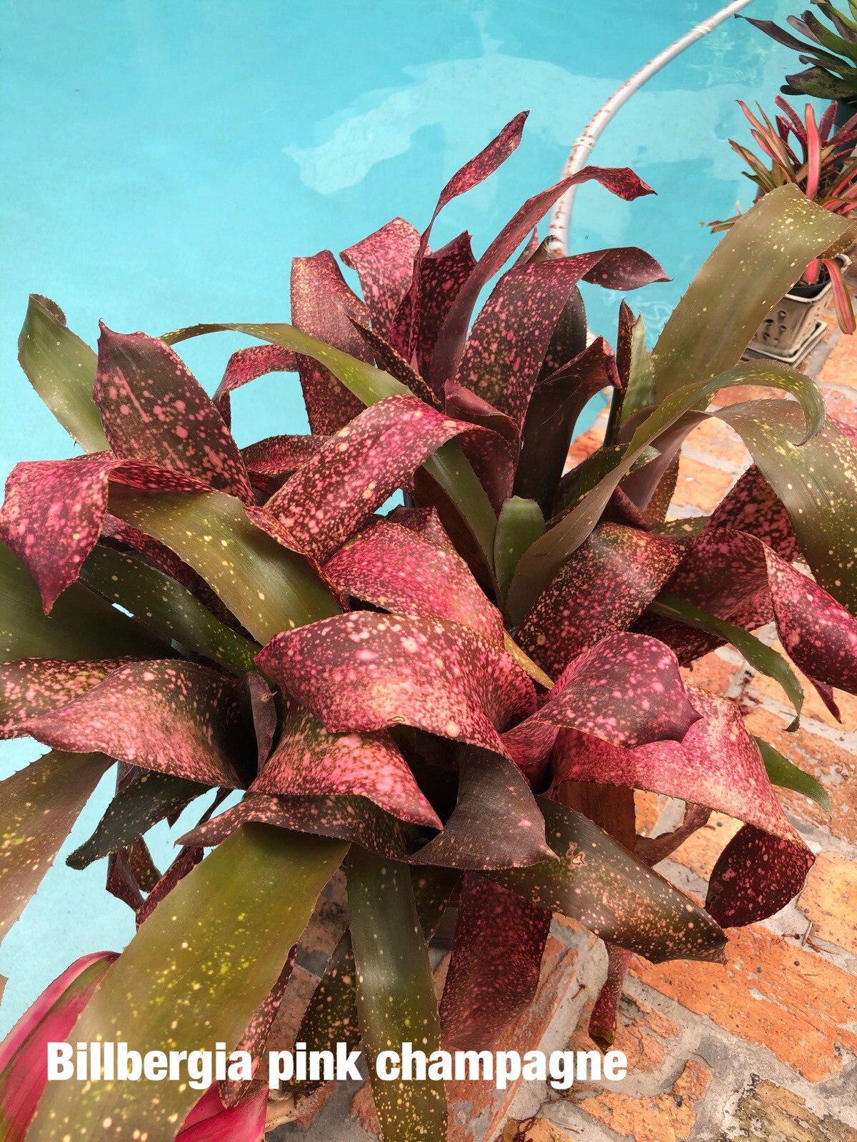 Billbergia PINK CHAMPAGNE Bromeliad one tropical plant ***SALE***