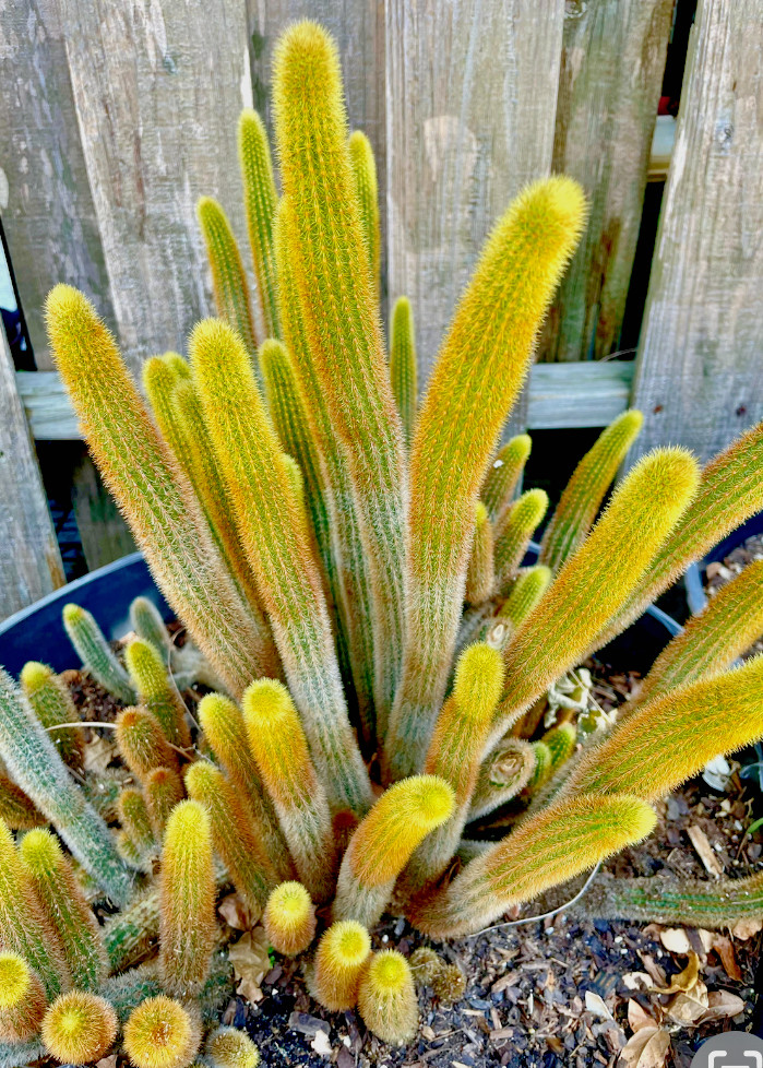 Three of Gold Rat tail cleistocactus plants SUCCULENT Cactus cacti Rare cutting