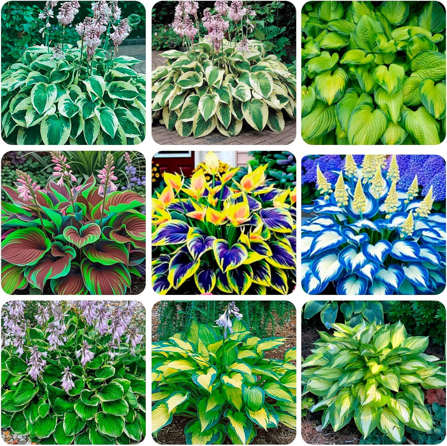 345+ USA PERMIUM Rare Hosta Seed for Planting Outdoors Garden Flowers Open Polli