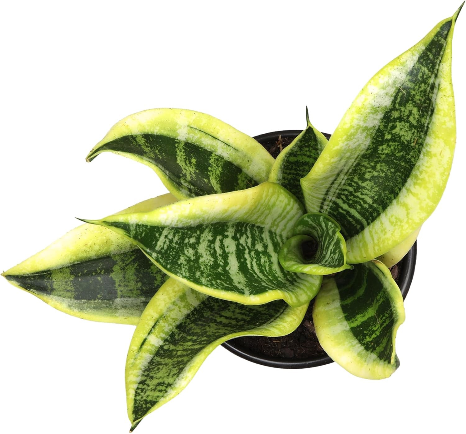 Planta Sansevieria Zeylanica Resistente Para Interiores Lengua De Suegra