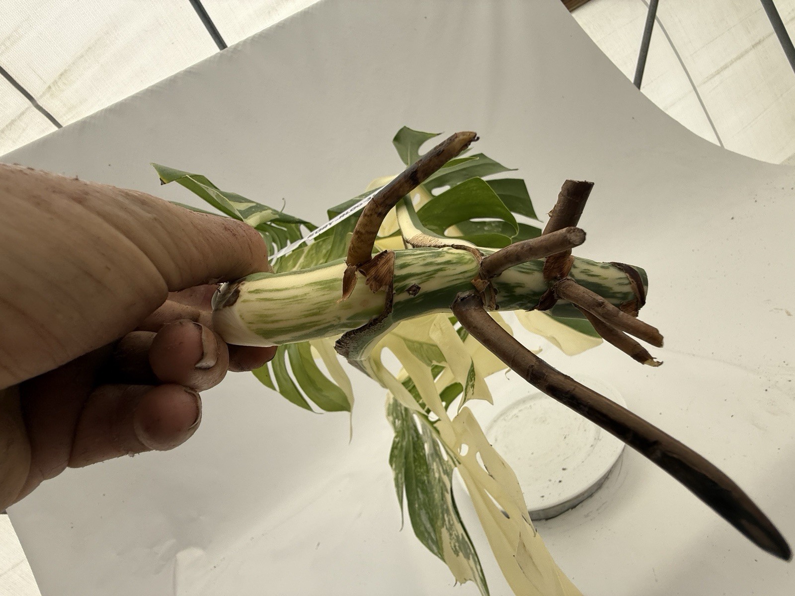 Monstera Albo top cutting EBAY-2607-002