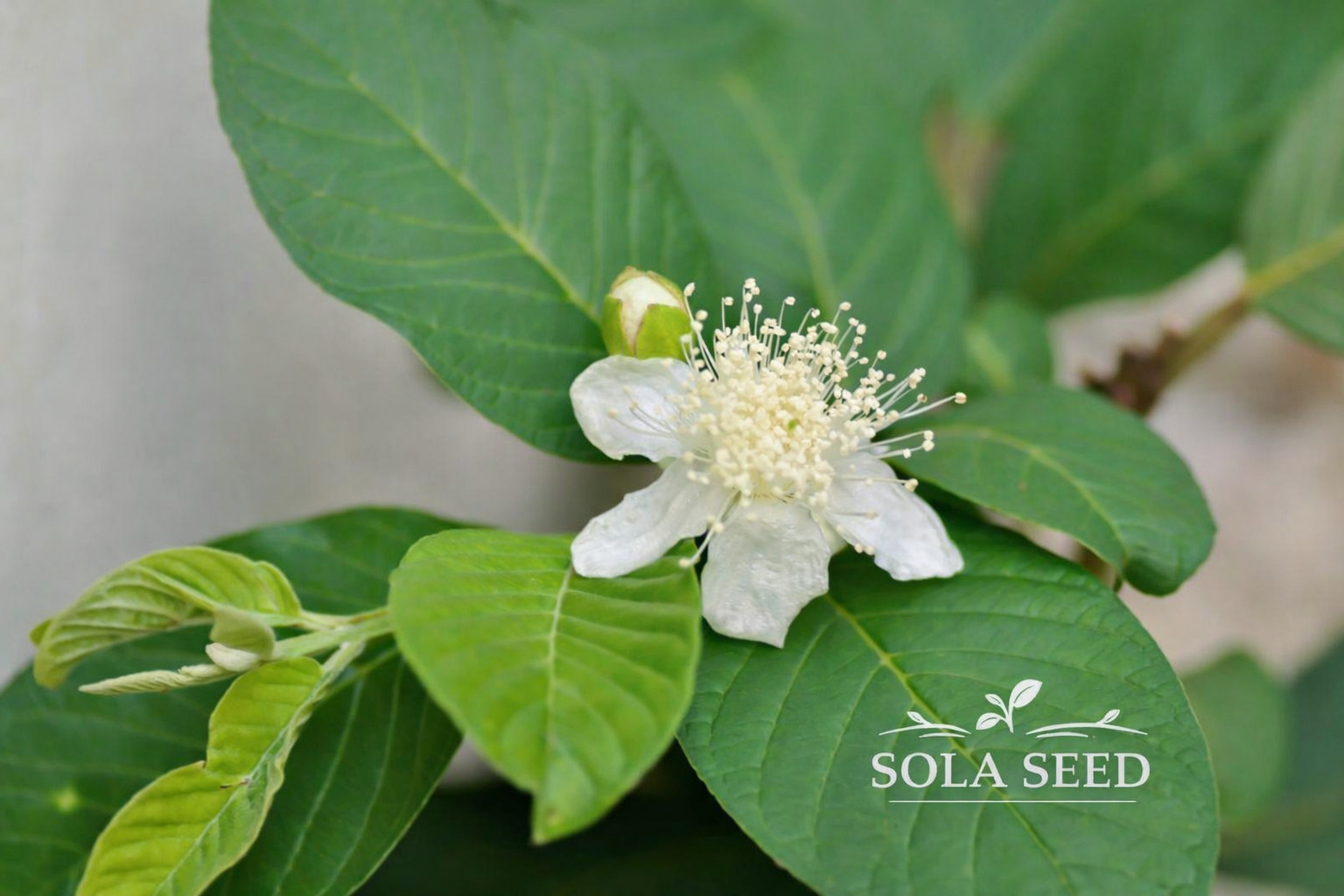 20 Bangkok Giant White Guava Seeds – Grow Huge Crisp Tropical Guavas