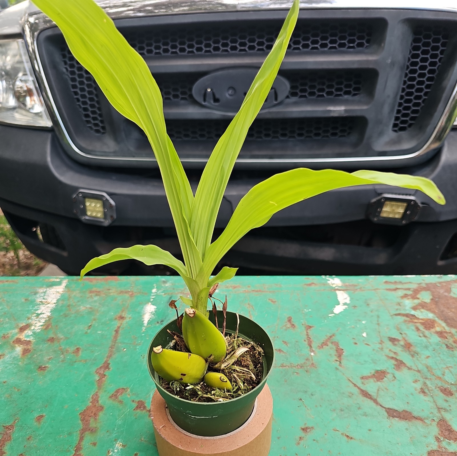 Lycaste.Goldenod- Compact Orchid In 4 Inch Pot