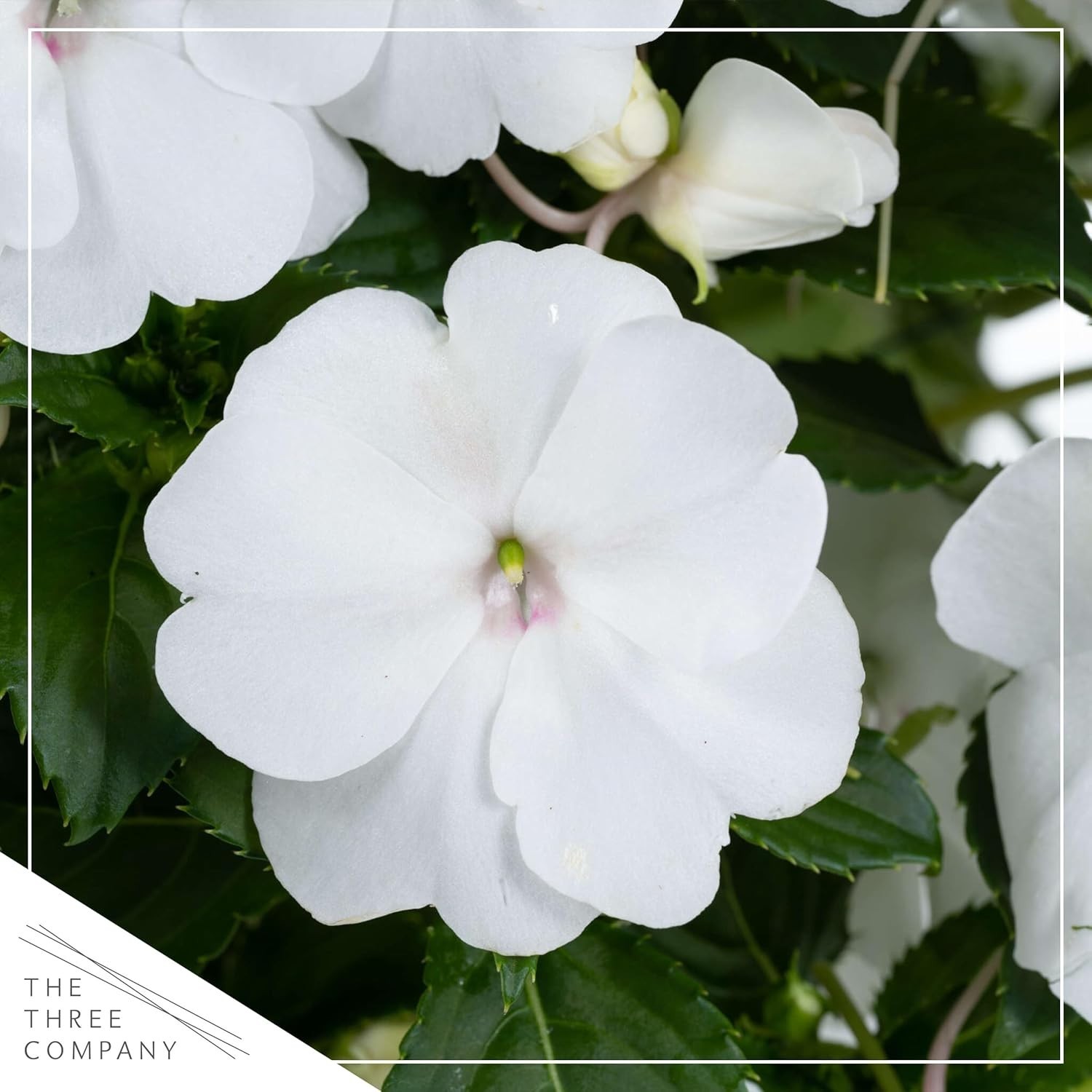 Gorgeous Live New Guinea Impatiens – 2 White Flowering Plants for Outdoor Charm