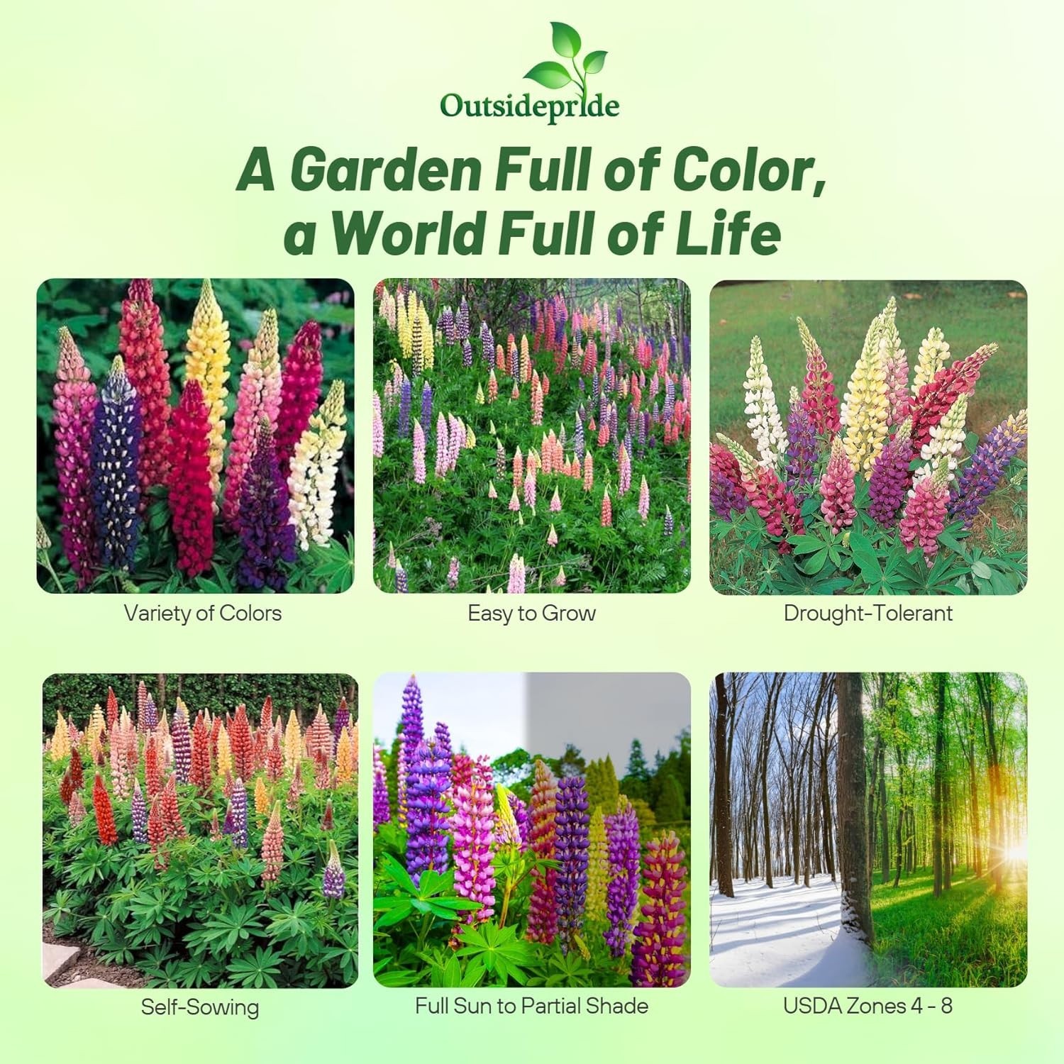 Self-Sowing Russell Lupine Seeds – 1 lb for -Round Color & Pollinator Appeal