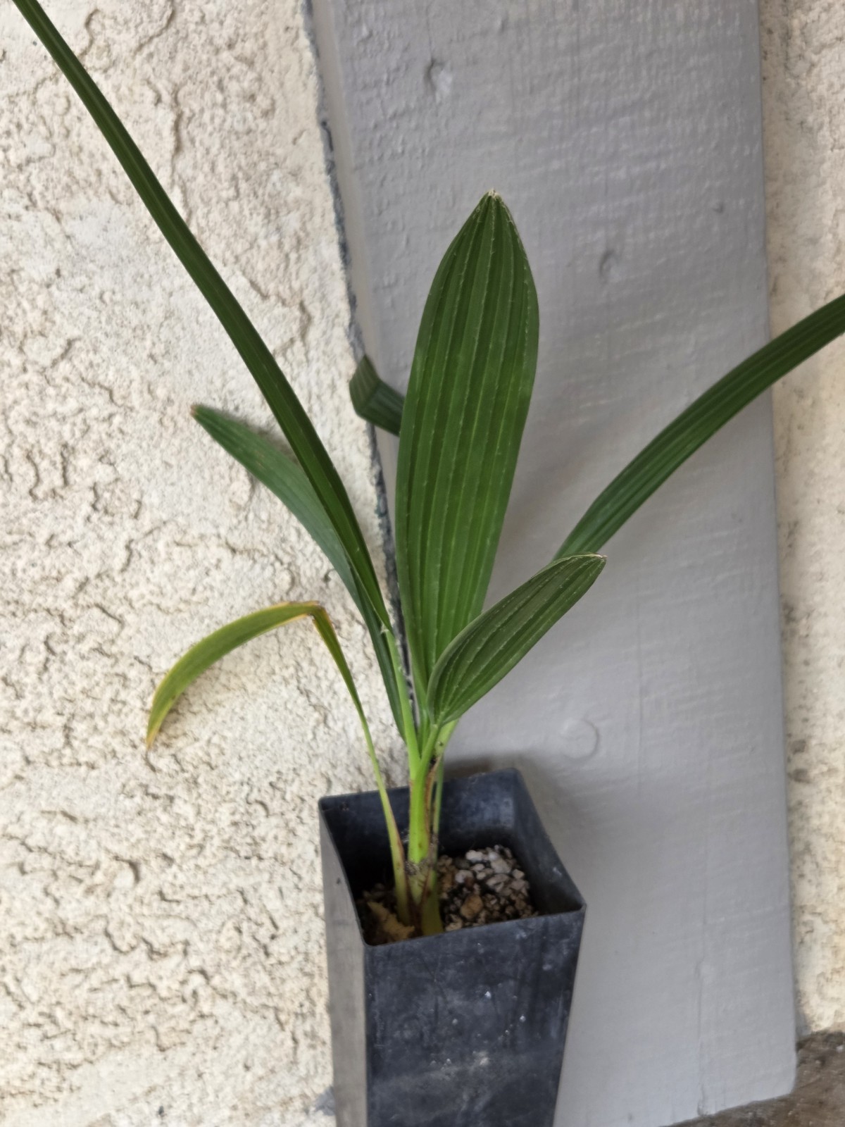Brahea edulis Guadalupe Fan Palm Seedlings 4-5 Leaves 3 Live Plants