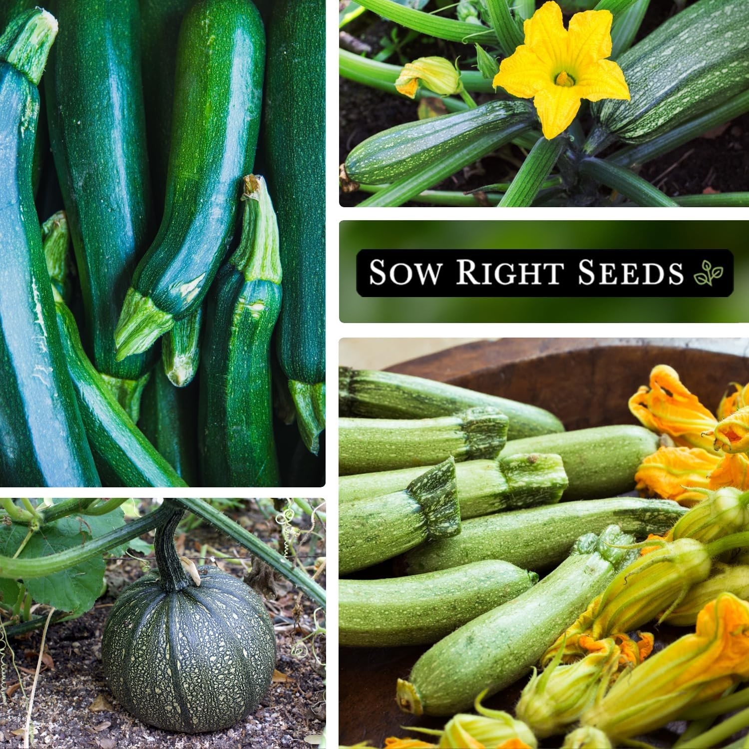 Sow Right Seeds – Zucchini Squash Seed Collection for Planting – Black Beauty, G