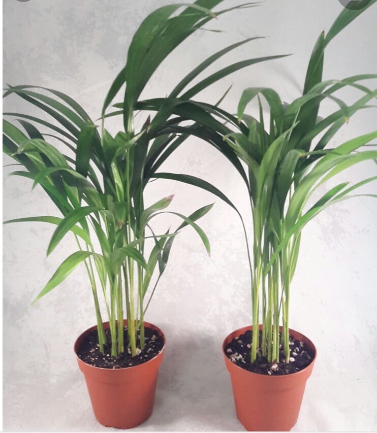 6 Areca palm 8” Starter seedling LIVE PLANTS! Fully Rooted! VERY Healthy!