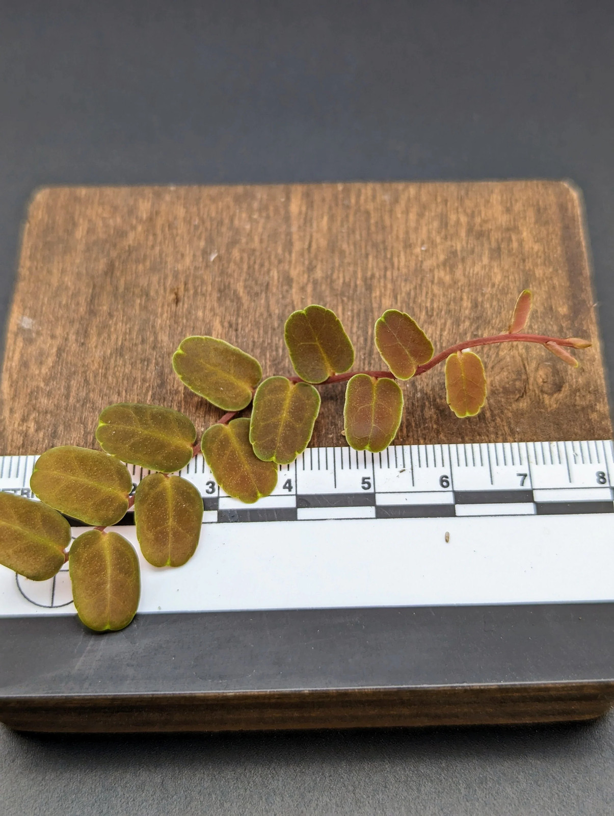 Marcgravia sp. coriacae melon [12 leaf cutting]