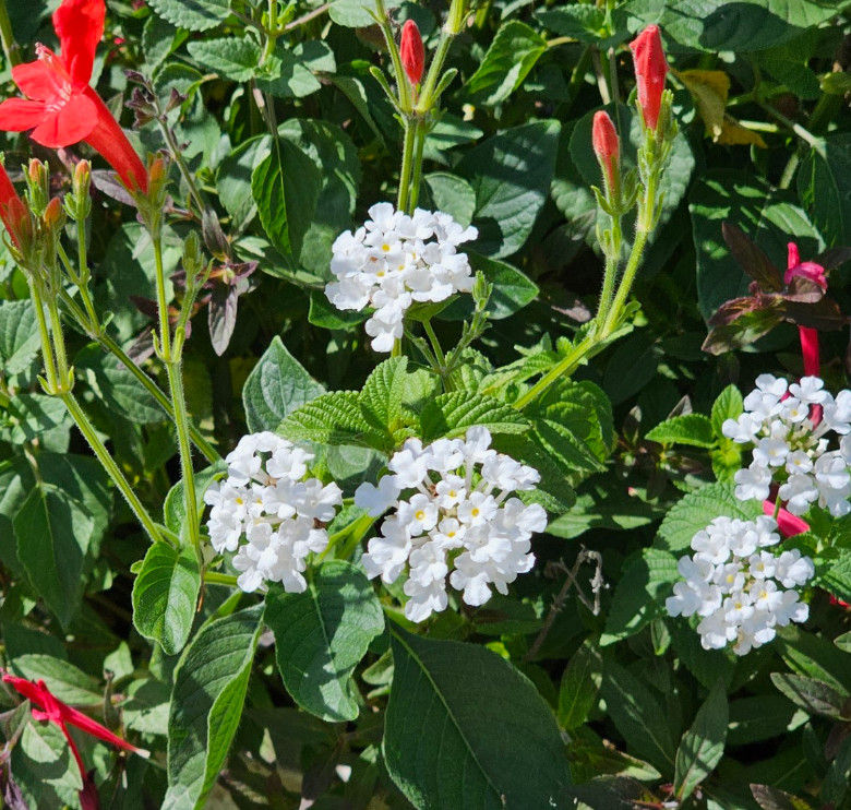 Trailing White Lantana Plug Plant – 2-4″ Tall – White Flowering Trailing Plant