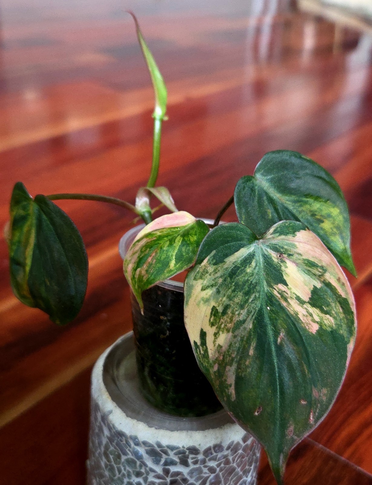 Rare Philodendron Variegated Pink Micans Ferrari Aroid Not Anthurium Monstera