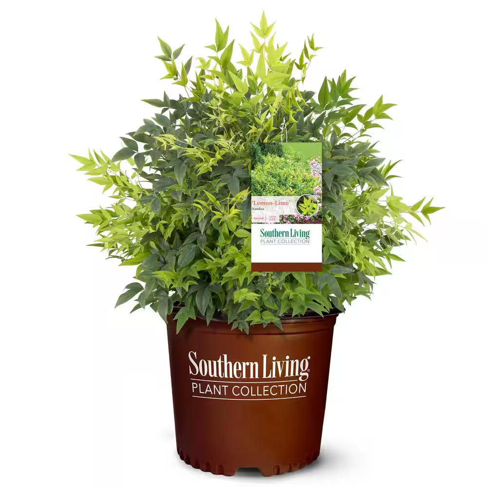 2 Gal. Lemon Lime Nandina Shrub with Lime Green Foliage