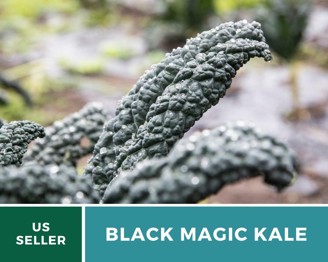 Kale, Black Magic – 100 Seeds – Sow Spring/Summer – NonGMO (Brassica oleracea)