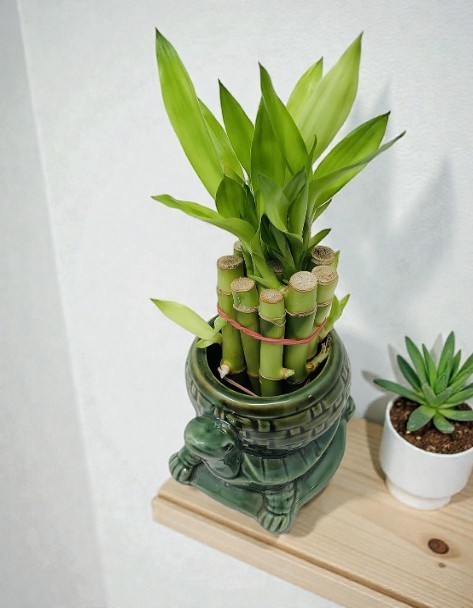 Lucky Bamboo Plant Live With Vase Ceramic Turtle 10 Stalks Straight Indoor 4 In