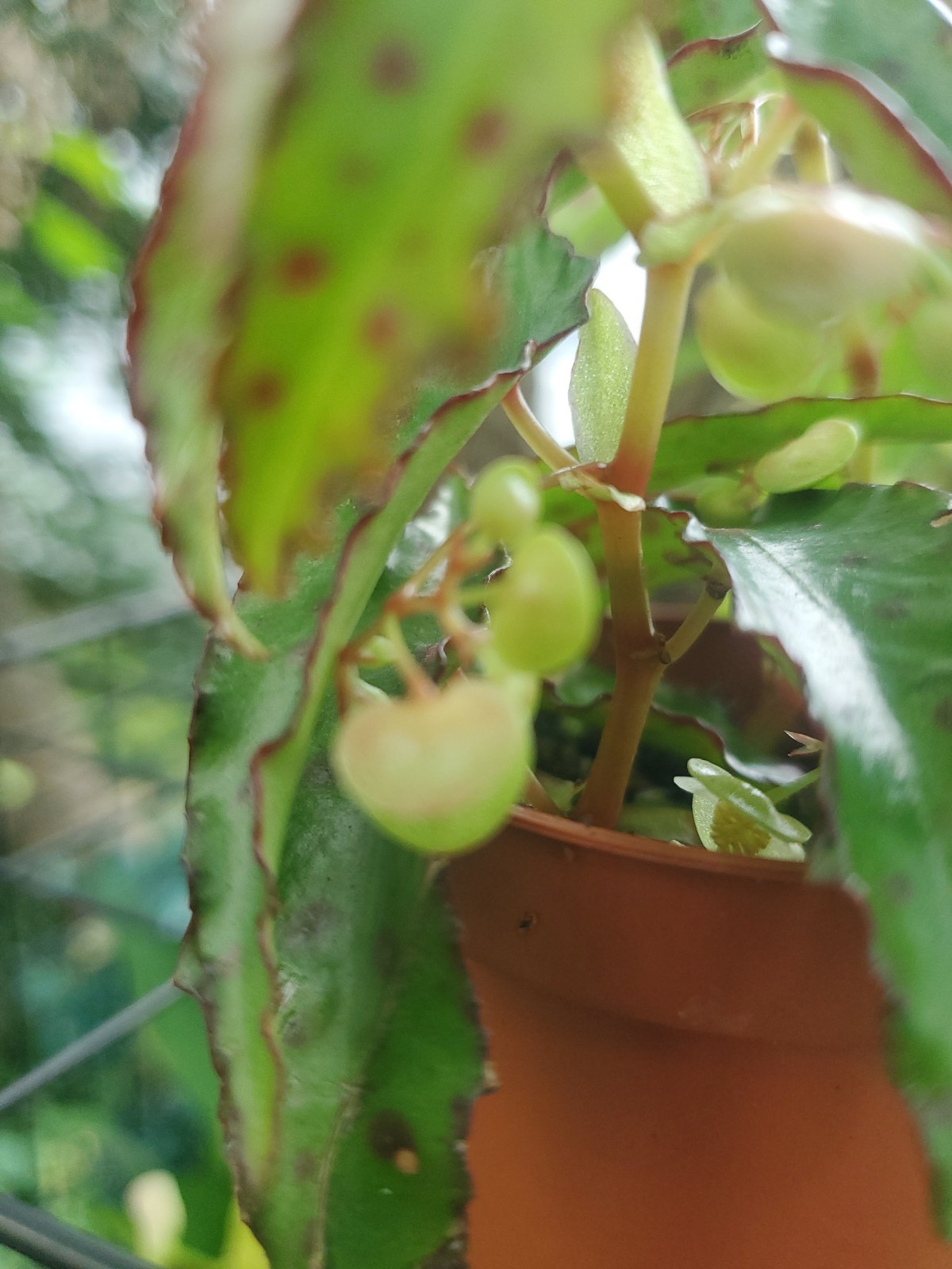 Lot Of 3 RARE Begonia AMPHIOXUS Live Ships In 2.5″